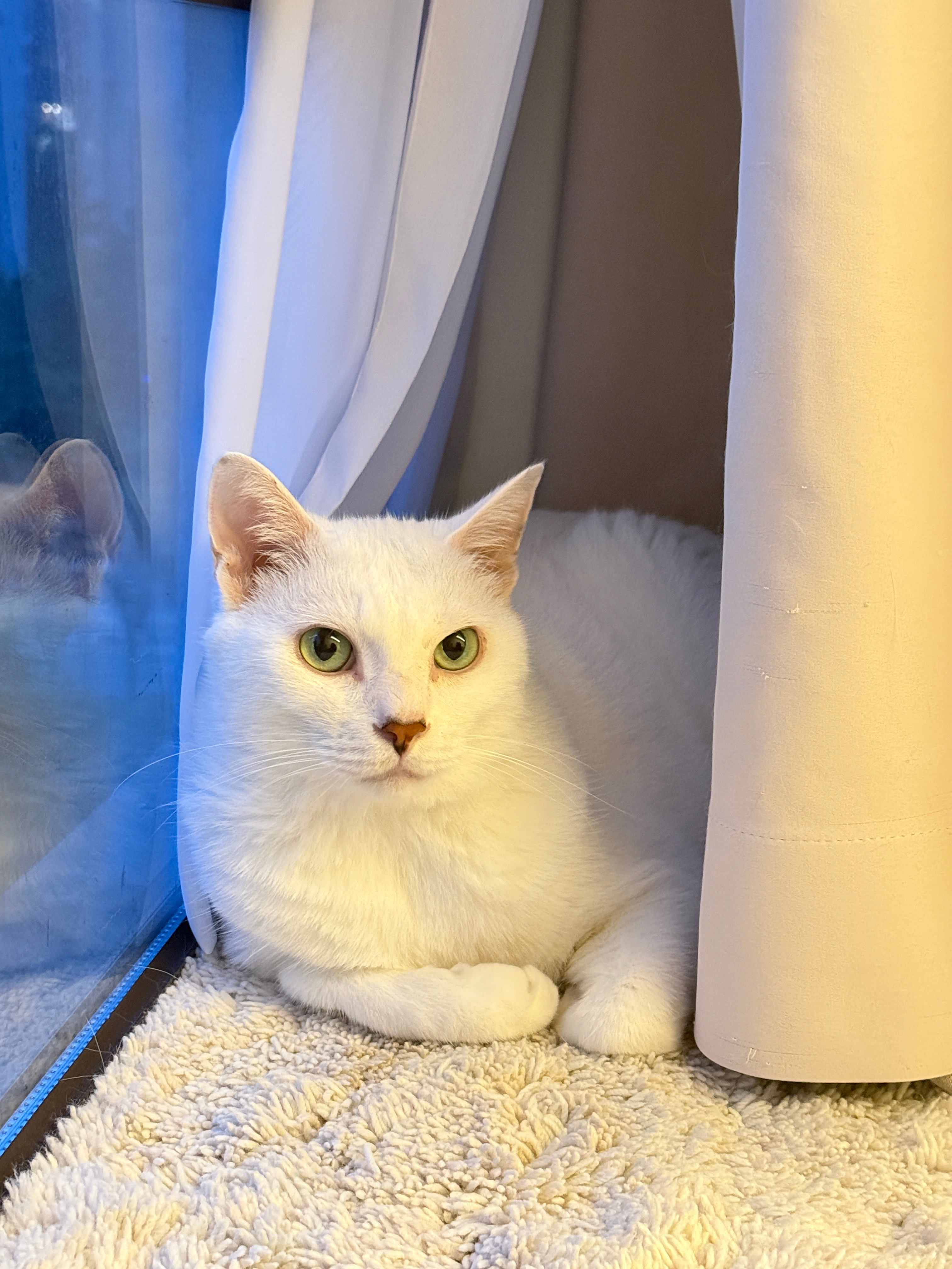 英文里猫咪揣着手手叫cat loaf，因为看起来像一条吐司面包🍞请欣赏嫡长子l