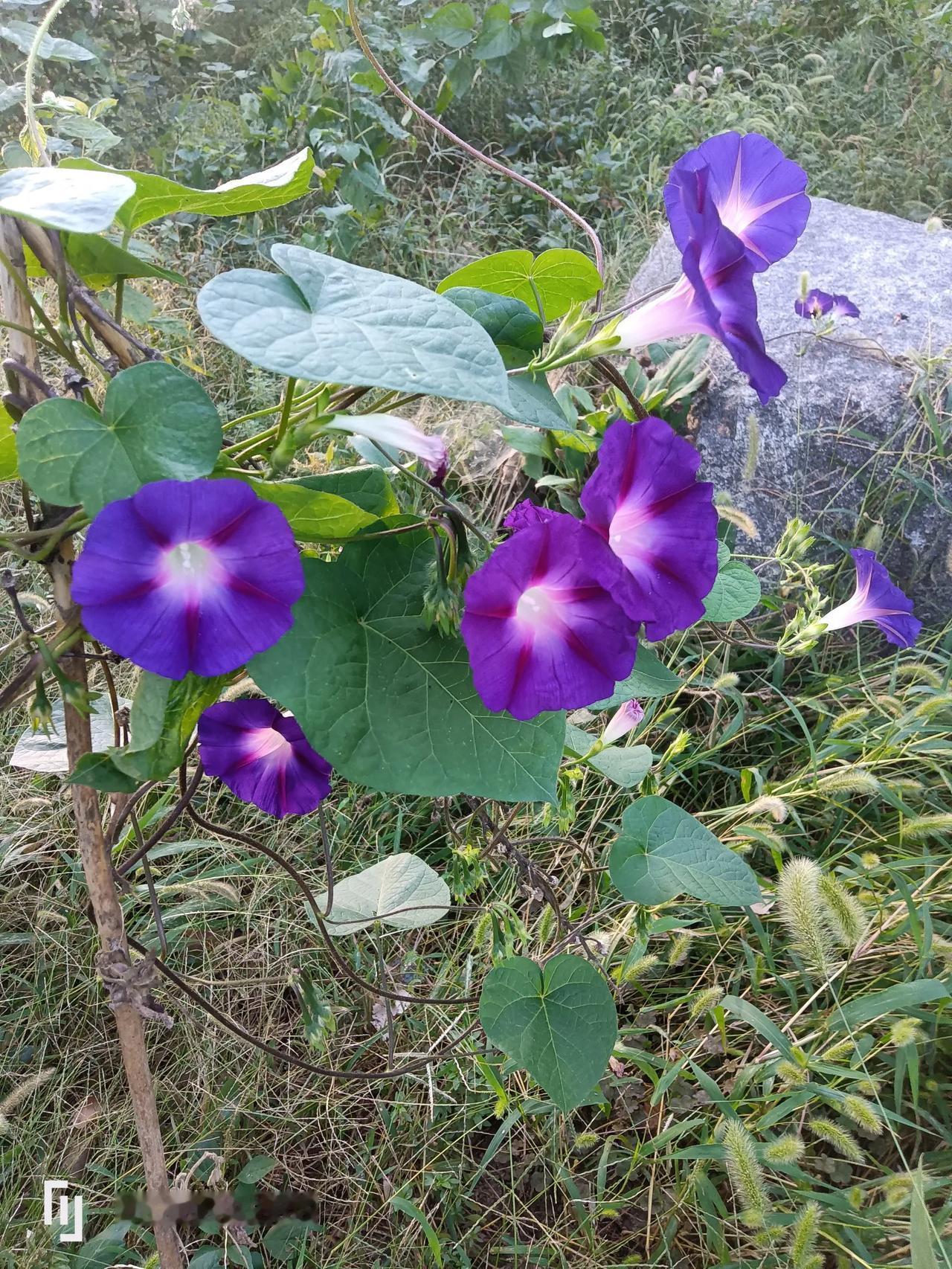 #分享一张小野花的照片# 
野花如此多娇