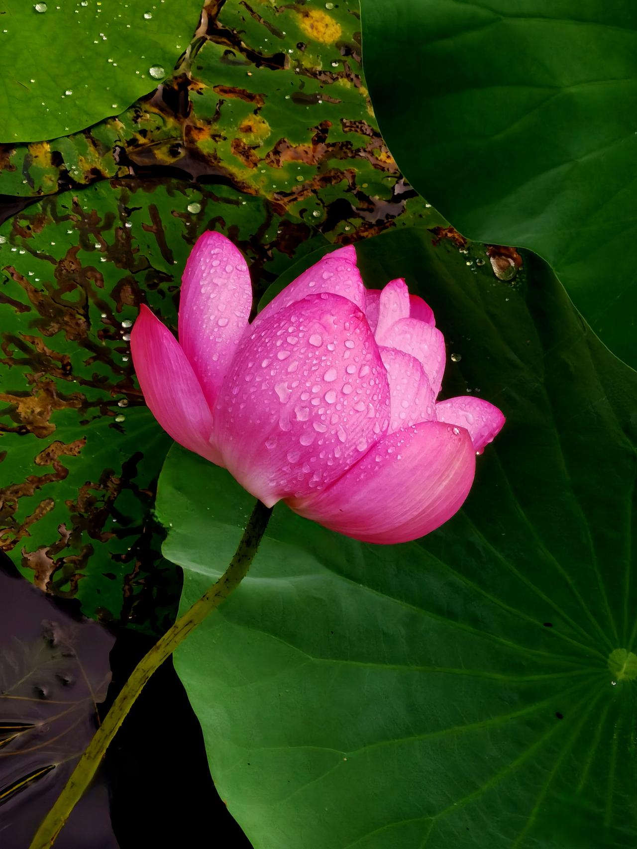 洋泾湖荷花（十一）洋泾湖 公园洋泾湖 洋泾湖科创园 荷花