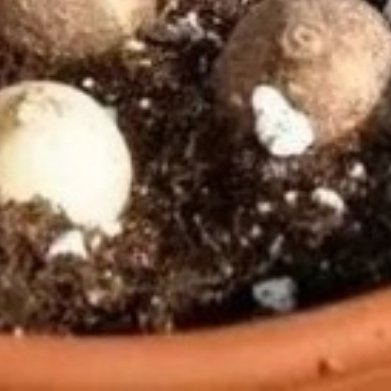 绿松石立金花（小众球根，绿松石蓝花朵）✅种植方法1. 土壤：泥炭土+粗椰糠+珍珠
