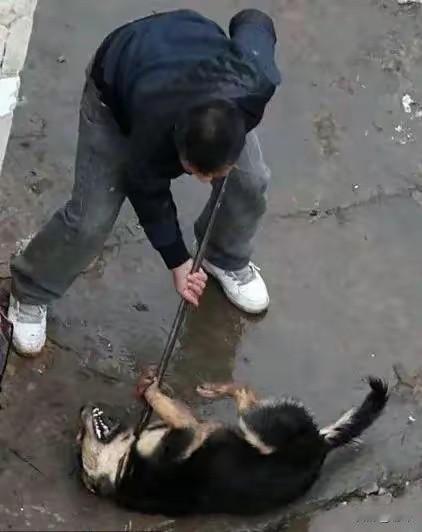 太可怜了！一位大爷收养了一只狗狗，平时这只狗狗就很听话，还能帮大爷捡捡瓶子，拉拉