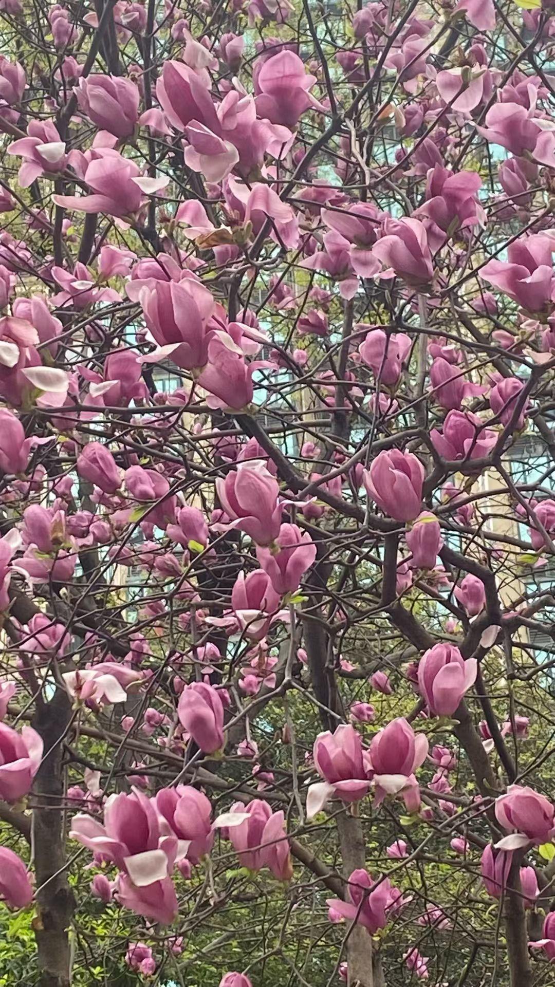 春日限定的浪漫，是满树的紫玉兰。风一吹，花瓣轻颤，生活的美好就藏在这烂漫里。
偷