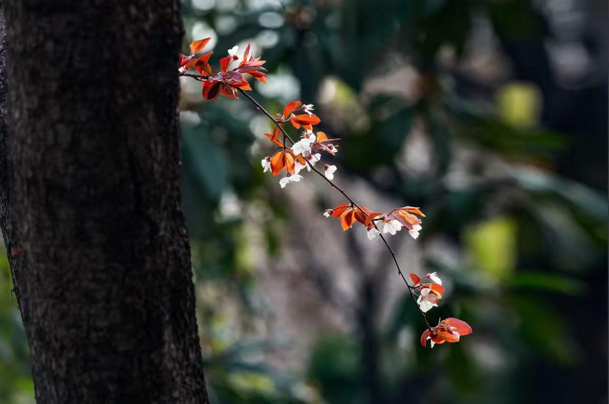  春日小确幸，是枝头这抹紫叶白花，清浅又动人。
 风传花信，紫叶李开，把春天的温