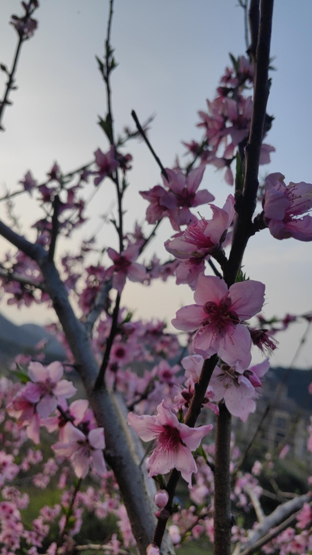 春季赏花攻略
三月四月春暖花开，正是踏青赏花的好时节。以下是为您精选的15个国内