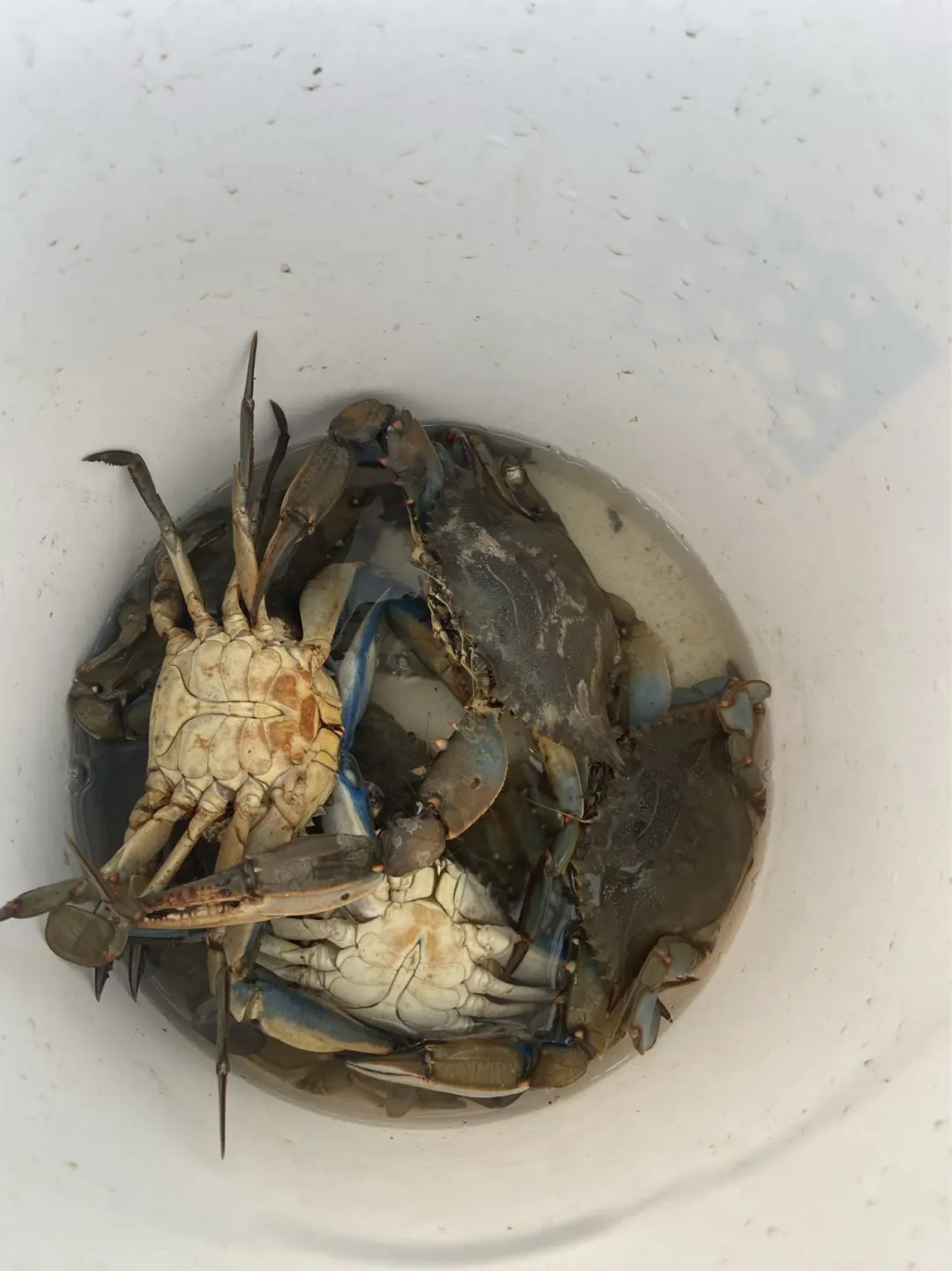 ☀️周末好去处｜新泽西海边钓螃蟹🦀