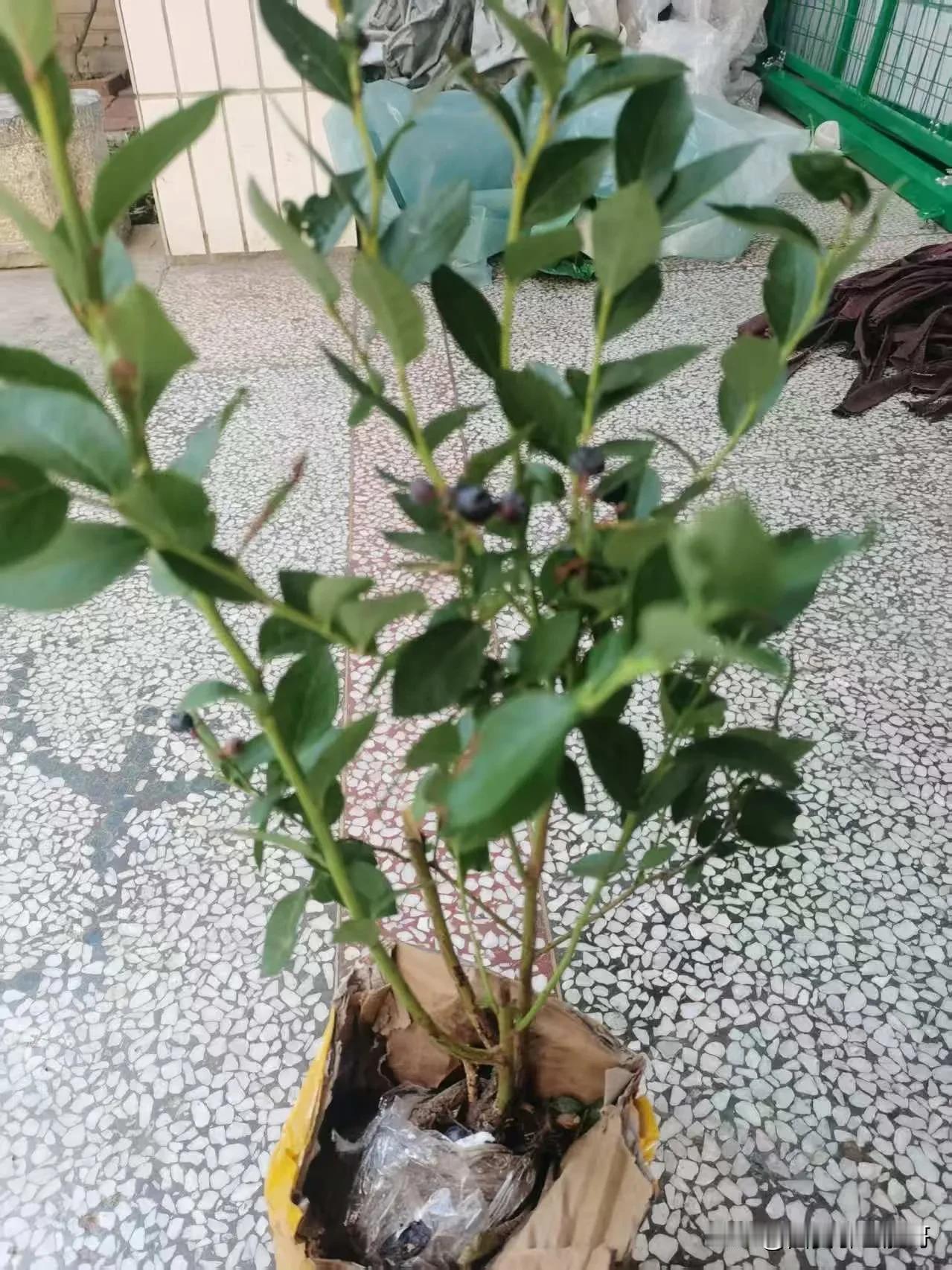 我也跟风在网上买了颗蓝莓树，盼着能实现蓝莓自由。现在电商平台上蓝莓盆栽超火，销量