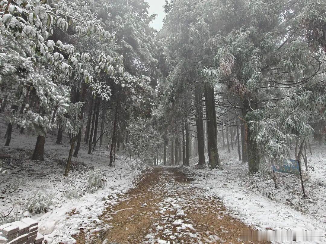 下雪了！下雪了！莲都美成了冰雪世界今冬第一场雪悄然而至峰源乡的屋顶和田野上覆盖了