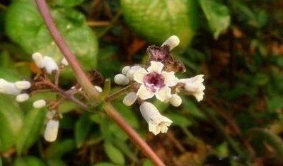 减肥不难！两味药当茶喝，脾胃好了，人就瘦了生活中，有这么一种人，他们吃的不多，但