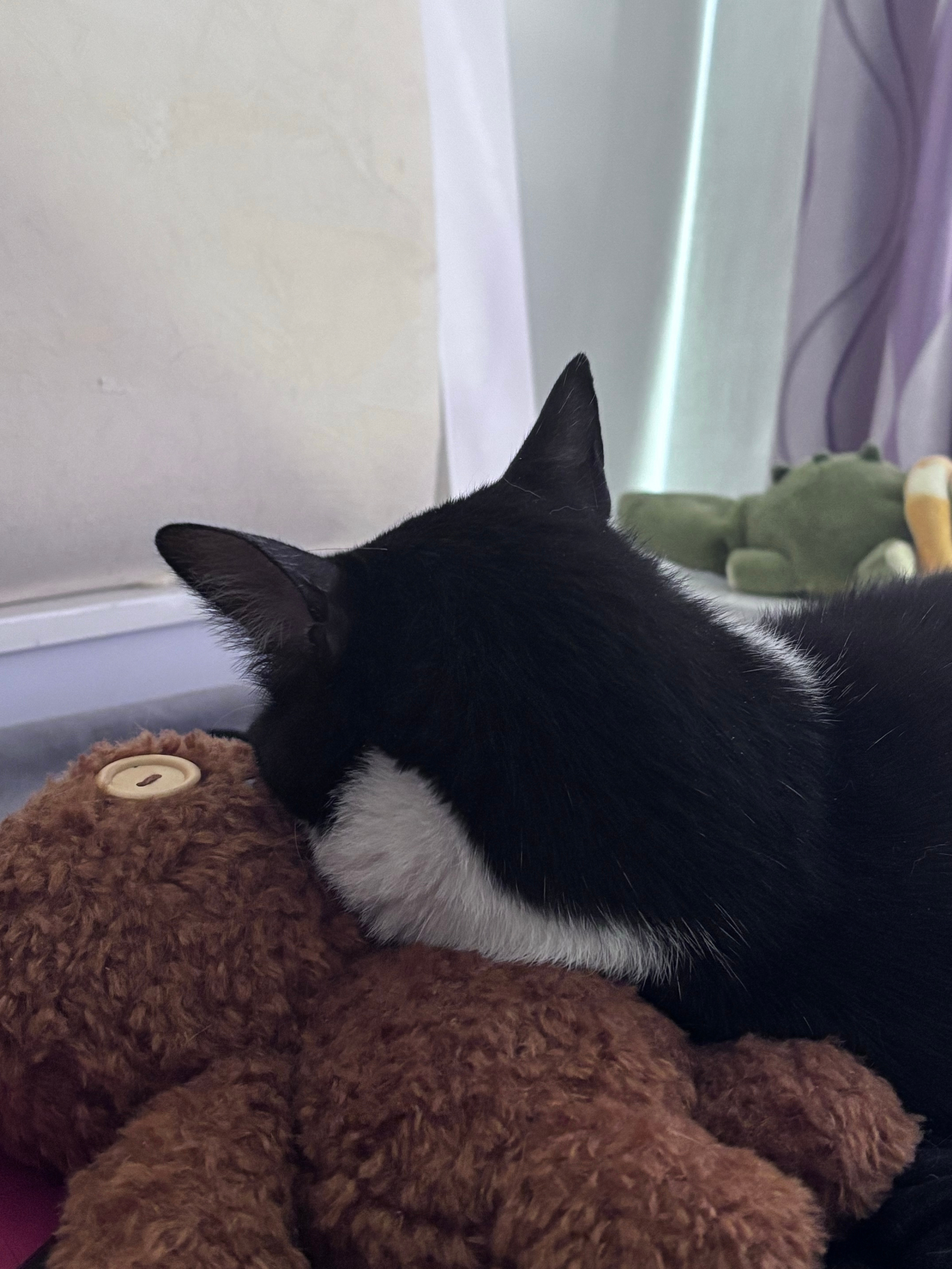 “猫后脑勺好萌啊！”daily奶牛猫 （投稿：） 