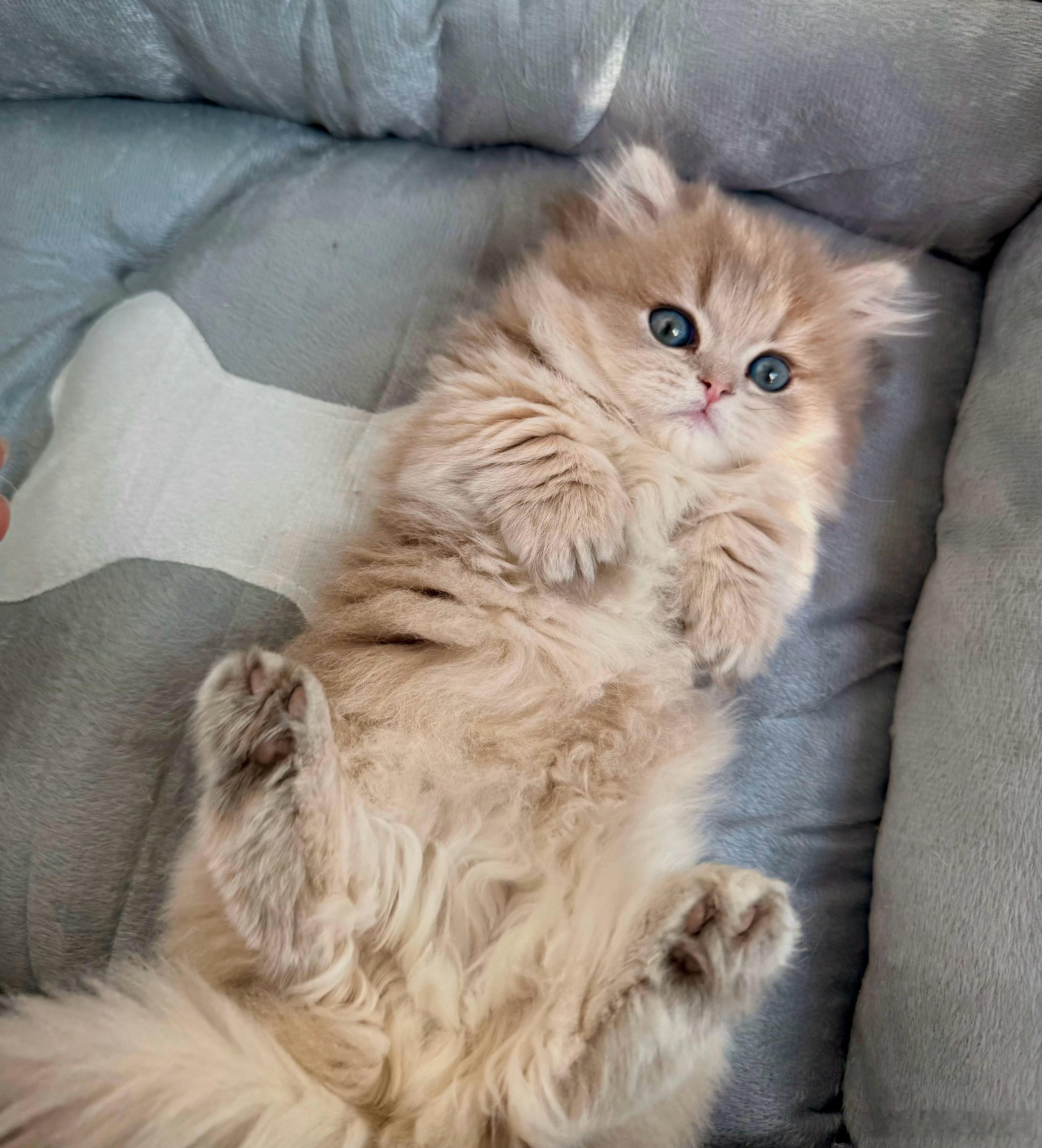 玩加夜话 大家最喜欢的英雄大招是什么呢？2025lpl2025lck