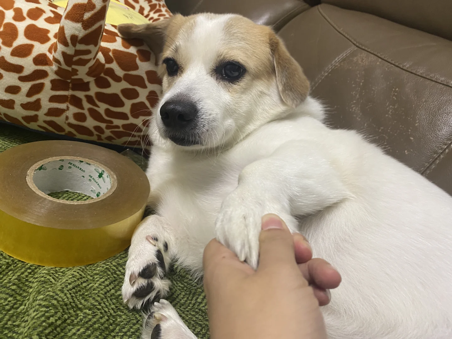 为什么这么爱狗