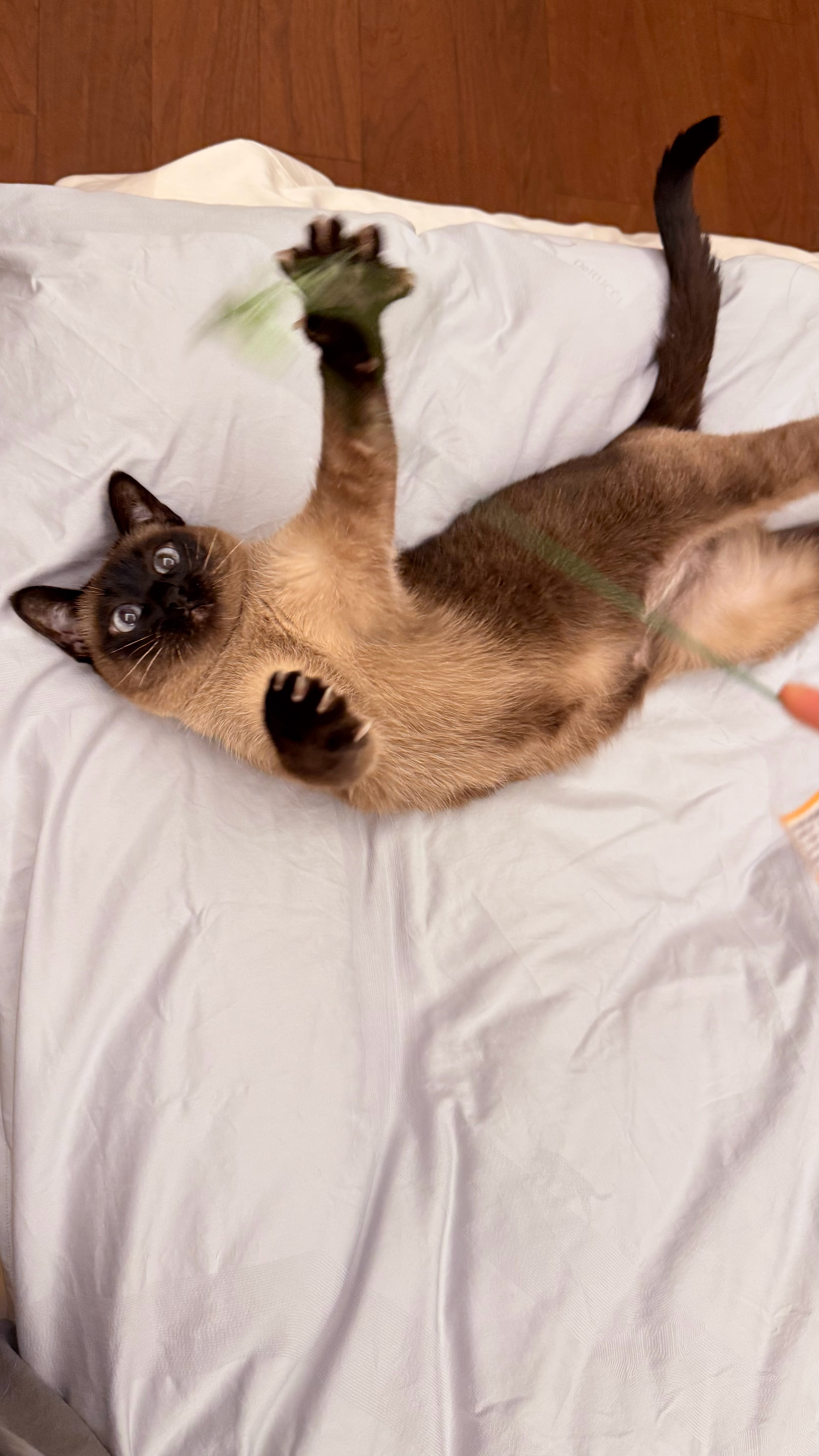 味美胖猫肚 