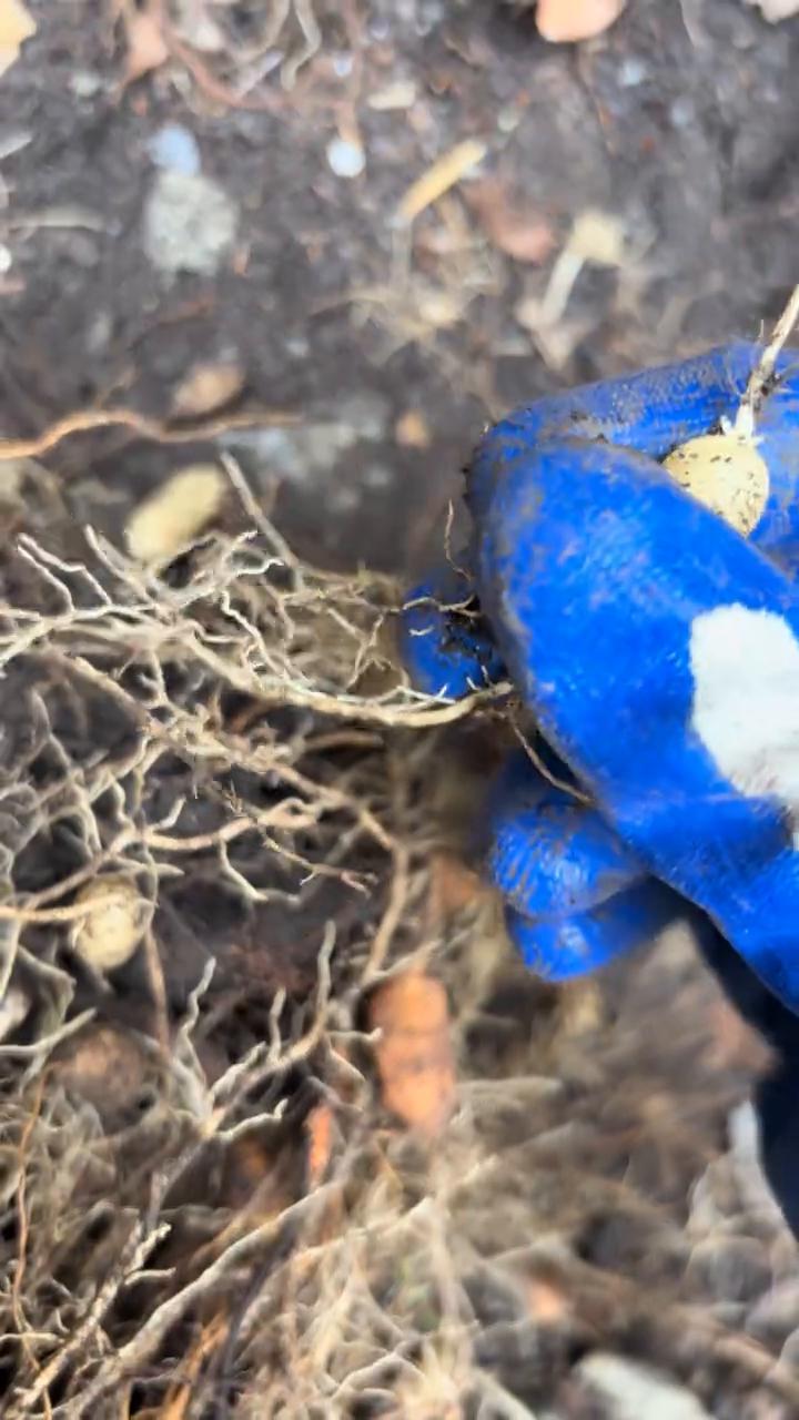 这种野生的脉动就非常大，这下面有好多，现在把它摘掉。