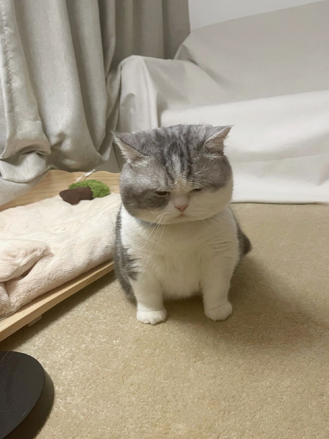 跟瘦子猫打架打输了