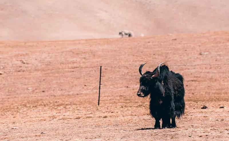 网友称事业编岗招聘要求能捕野牦牛！真相一出，所有人都肃然起敬
 
考事业编还要会