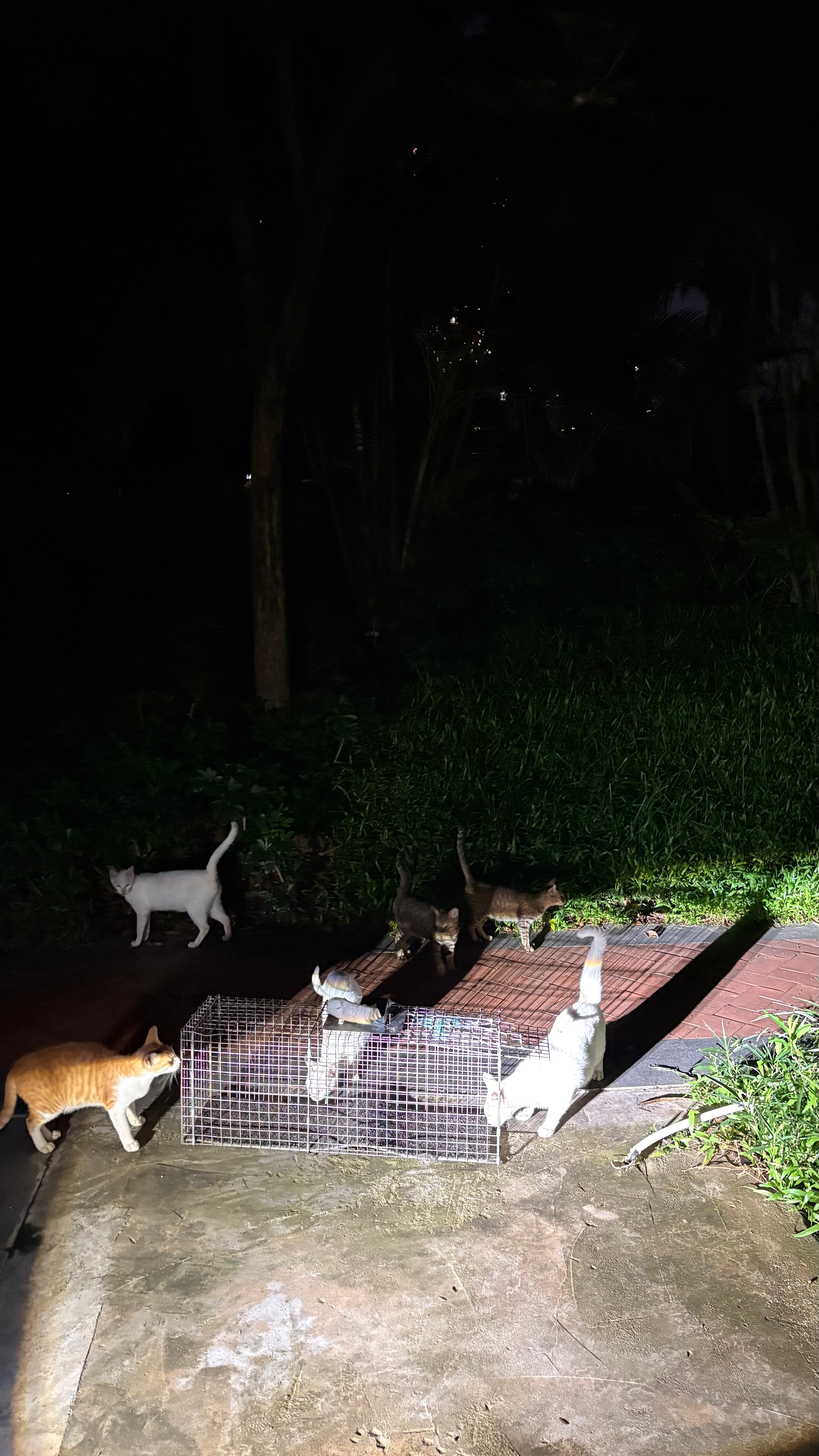 现场6个女生猫，其实我已经送去医院绝育了5个。。剩下这个小橘橘怎么都抓不到，她还