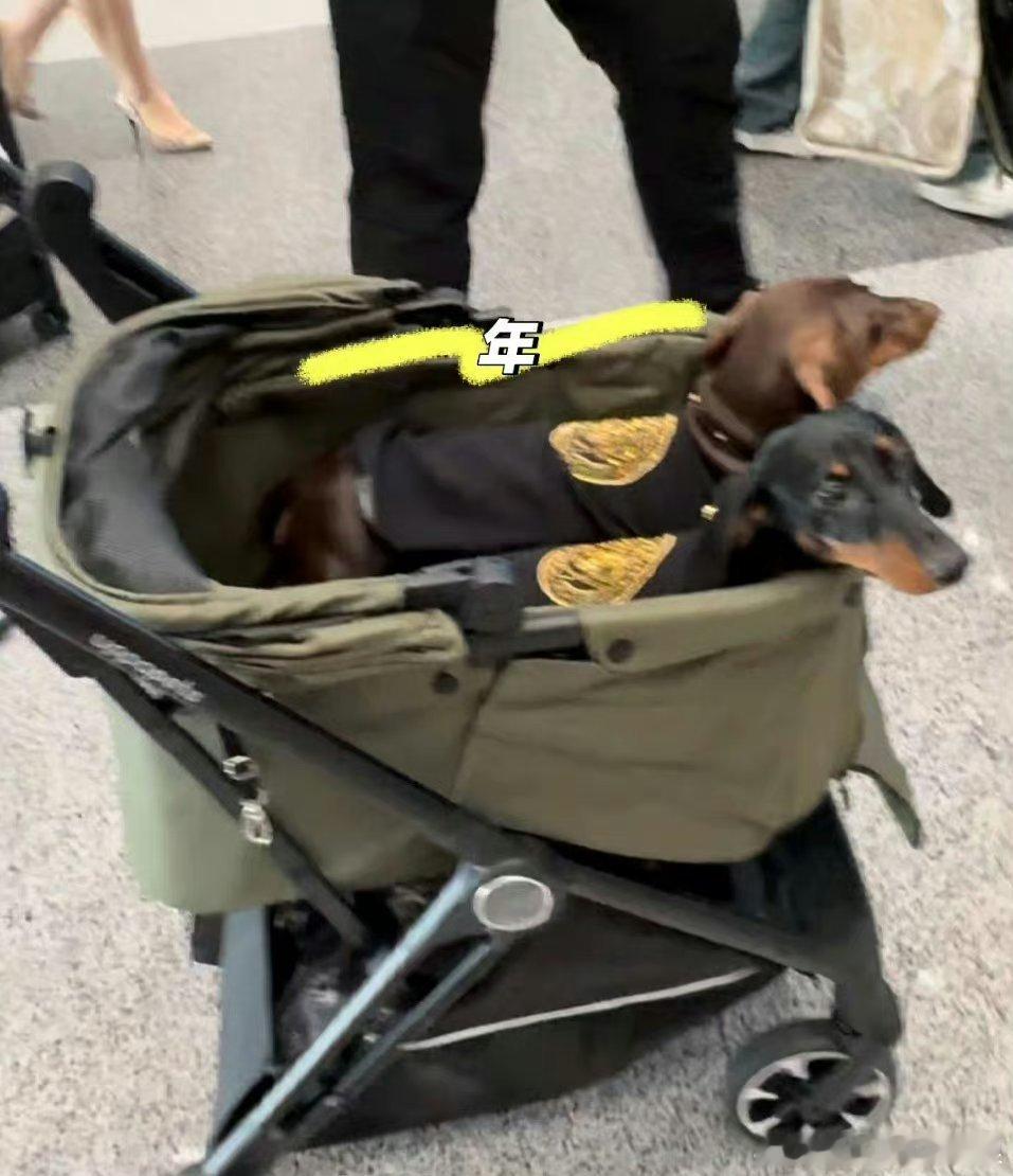 #赵露思的狗也去米兰时装周了#赵露思的狗也去米兰时装周了，好可爱的小狗子#赵露思