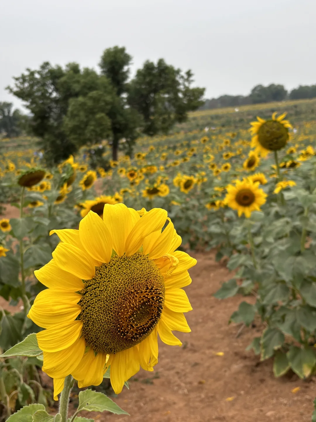 10.14实拍！森林公园太渔桥向日葵爆棚！！