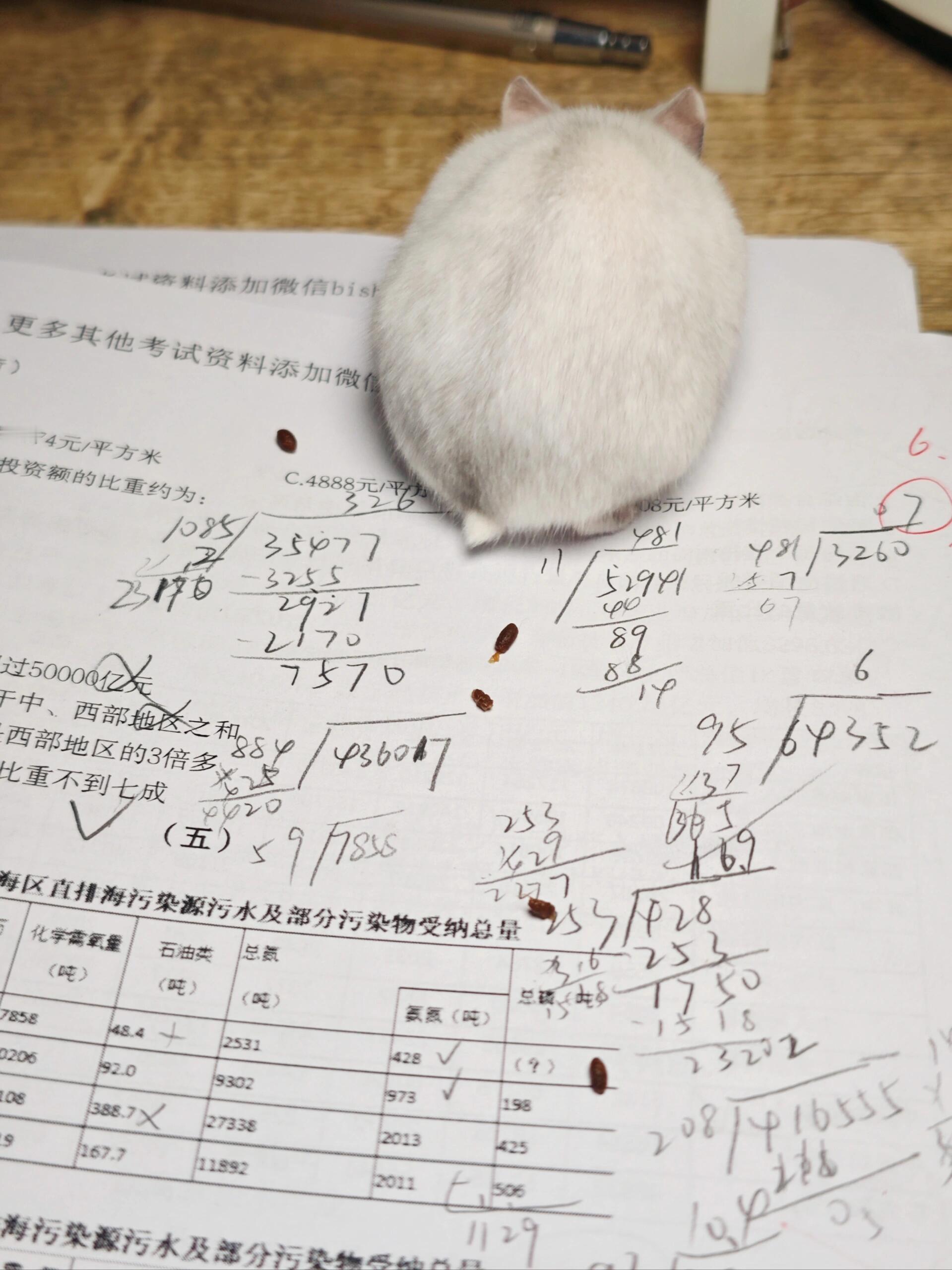 7743【🐹】这个老鼠怎么这么坏 