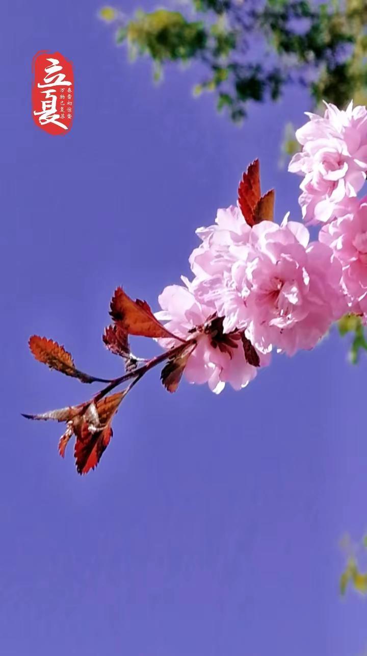 夏日赏花