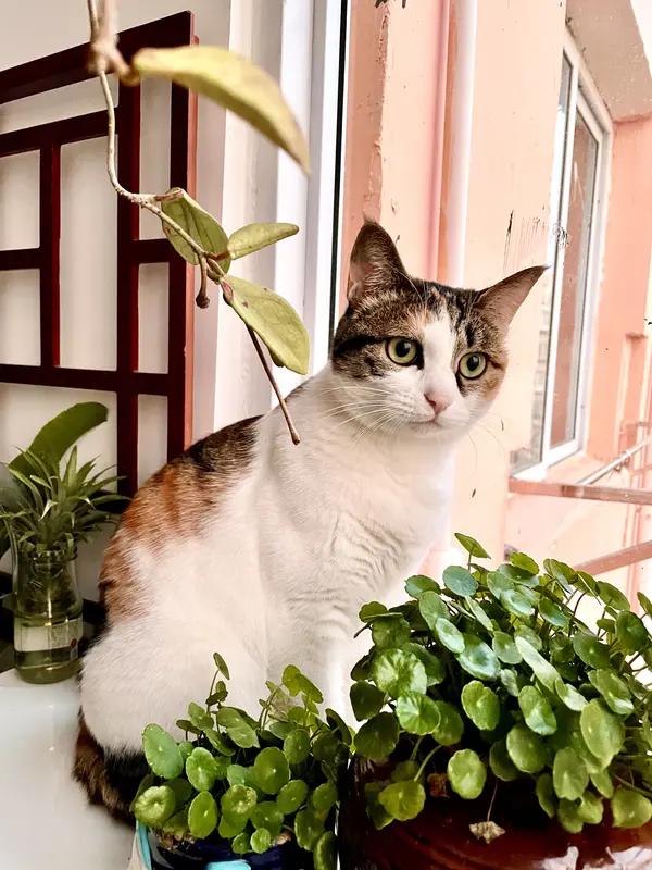 “干什么”用你的家乡话怎么说干啥呢？