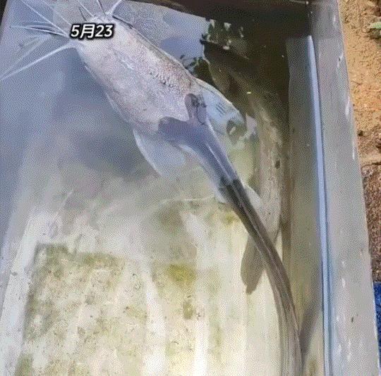 万万没有想到，一男子一年前把活鱼丢进角落铁槽，整整一年忘得一干二净！365天无食