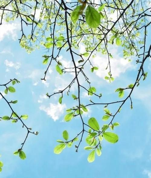 春来，事顺，人安