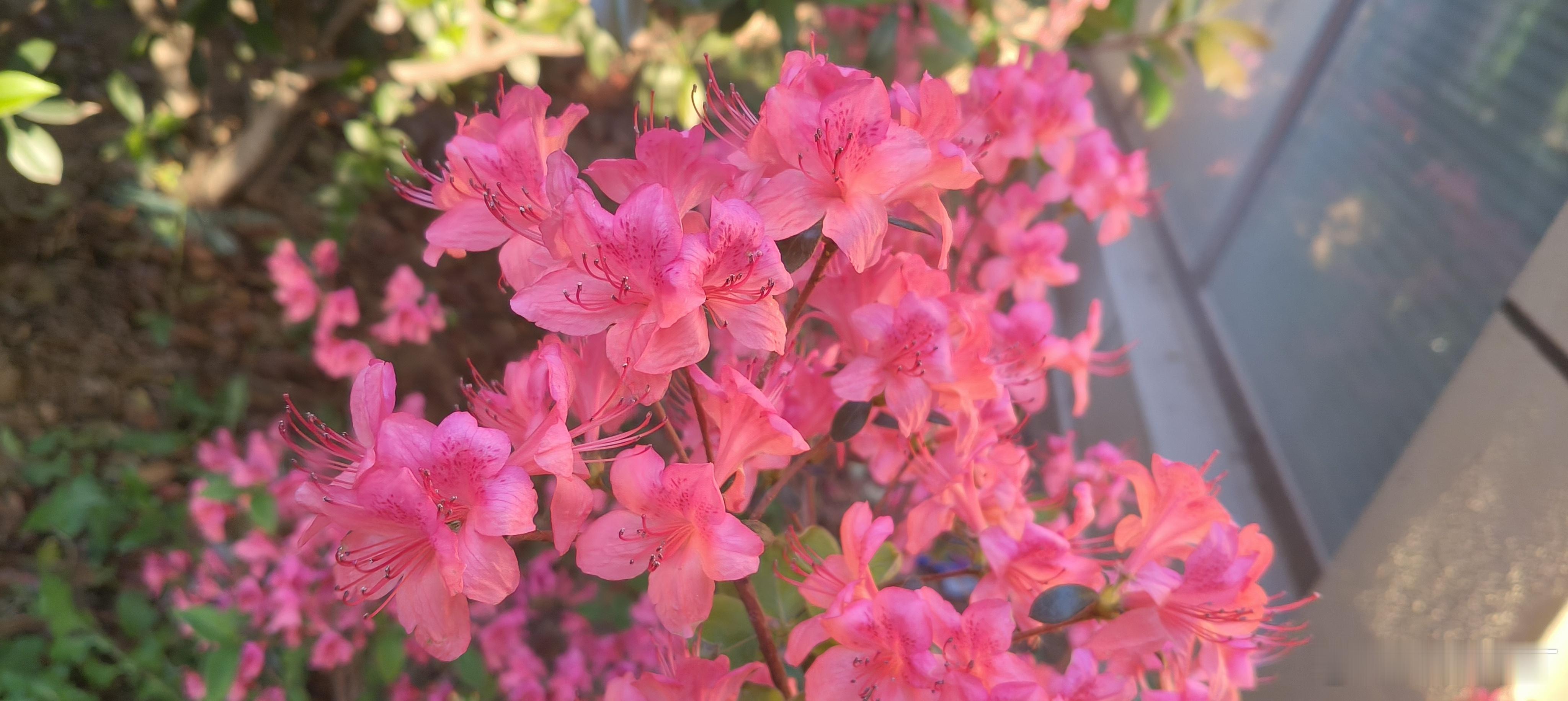 随手拍春天 随拍📱  【杜鹃花】 