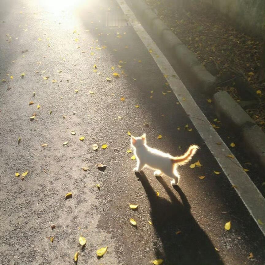📸/ 𝐭𝐚𝐤𝐞 𝐩𝐡𝐨𝐭𝐨𝐬阳光正好 心情不错，出门溜达溜