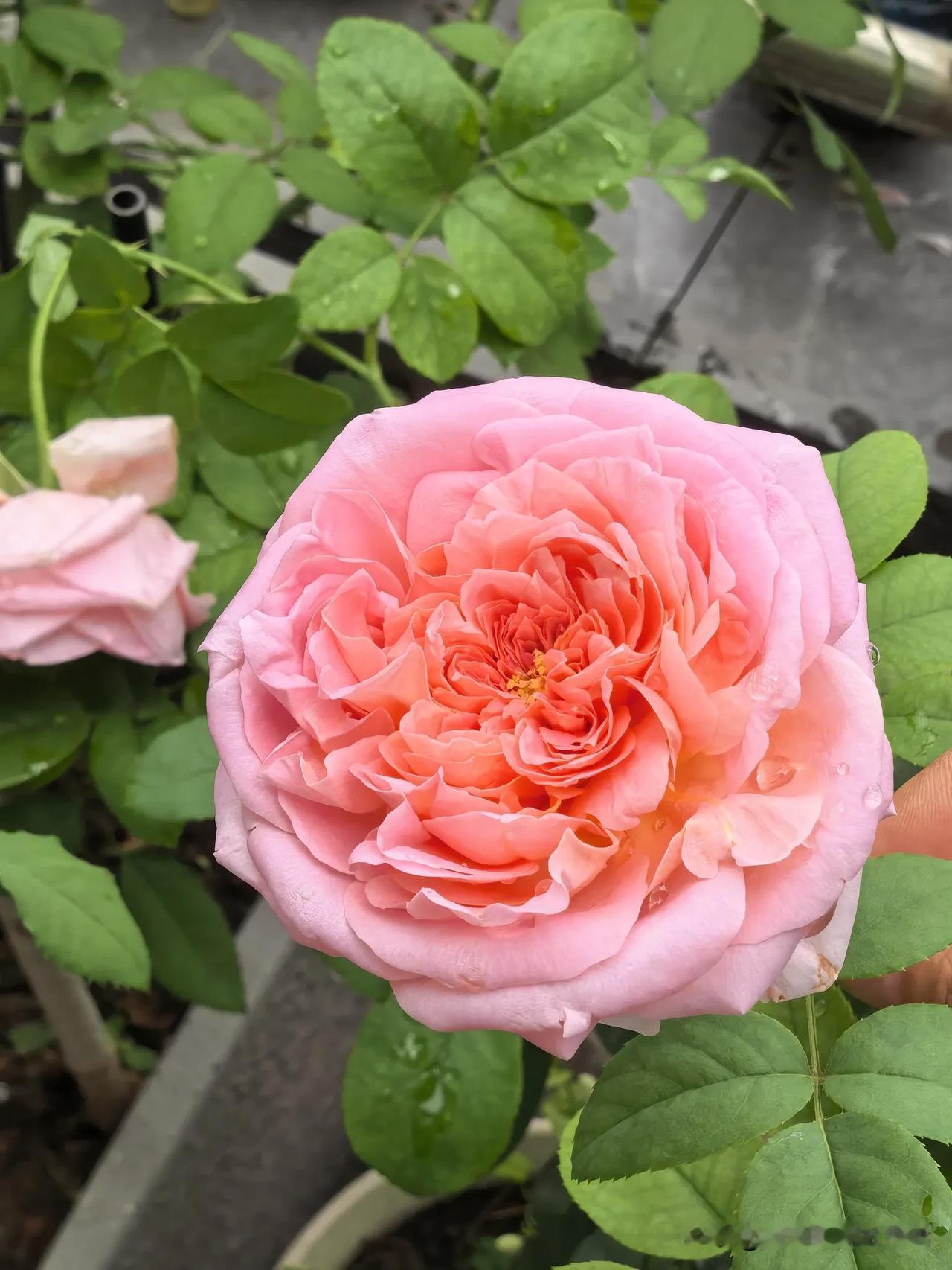 听妈妈说，街那头的本家婶婶没了，刚50来岁。那个婶婶我没看见过，说不认识也可以，