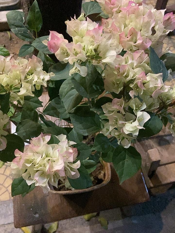 阳台那盆花开花了，我才懂：养花养的其实是自己的心

以前总觉得养花是件麻烦事，水