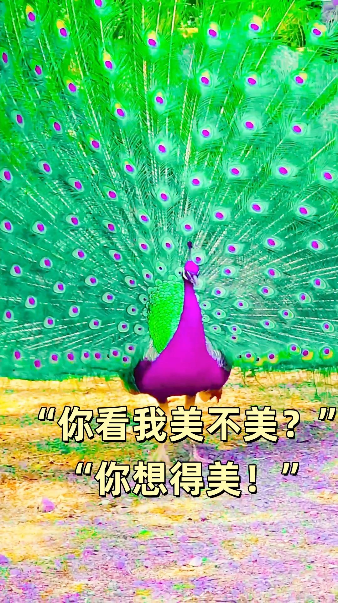 你知道什么叫“孔雀男”吗？

今天刷到篇文章，说夫妻俩闹离婚，女方嫌弃男方是孔雀