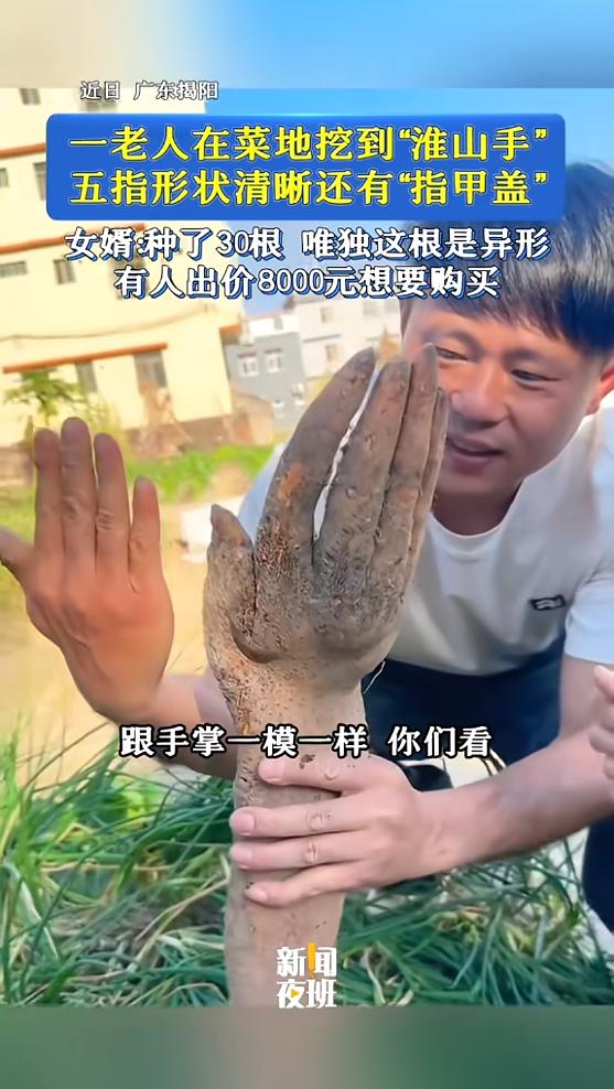 近日，广东揭阳，一老人在自家菜地里挖淮山，不料，挖着挖着突然看见地里出现“一只手