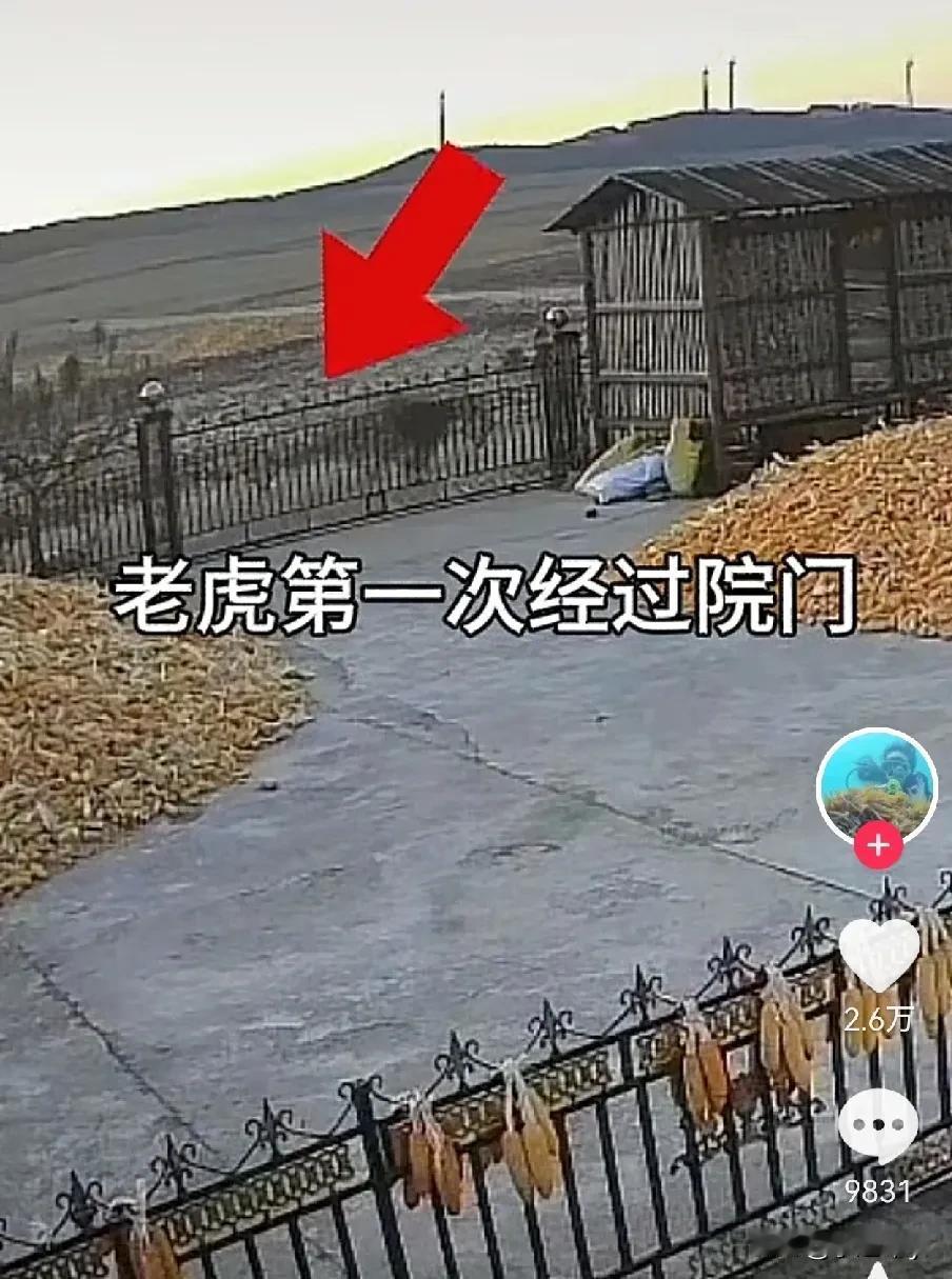 东北猛虎袭村，20条壮汉，能不能将它打败？

一位大爷早上起来倒夜壶，还想出去一