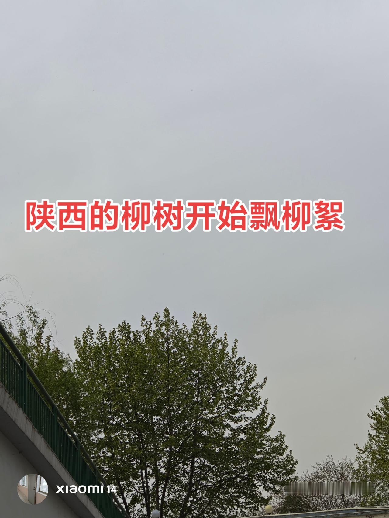 这该死的柳树，为什么要飘柳絮？有人知道柳絮是有什么作用？是为了传播种子吗？