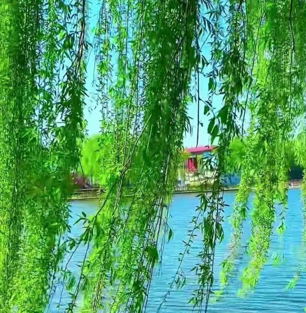 四块玉·春景
垂绦柔，蘸碧波，
晴光摇影舞婆娑。
东风解意游人乐。
桃满坡，鸟放