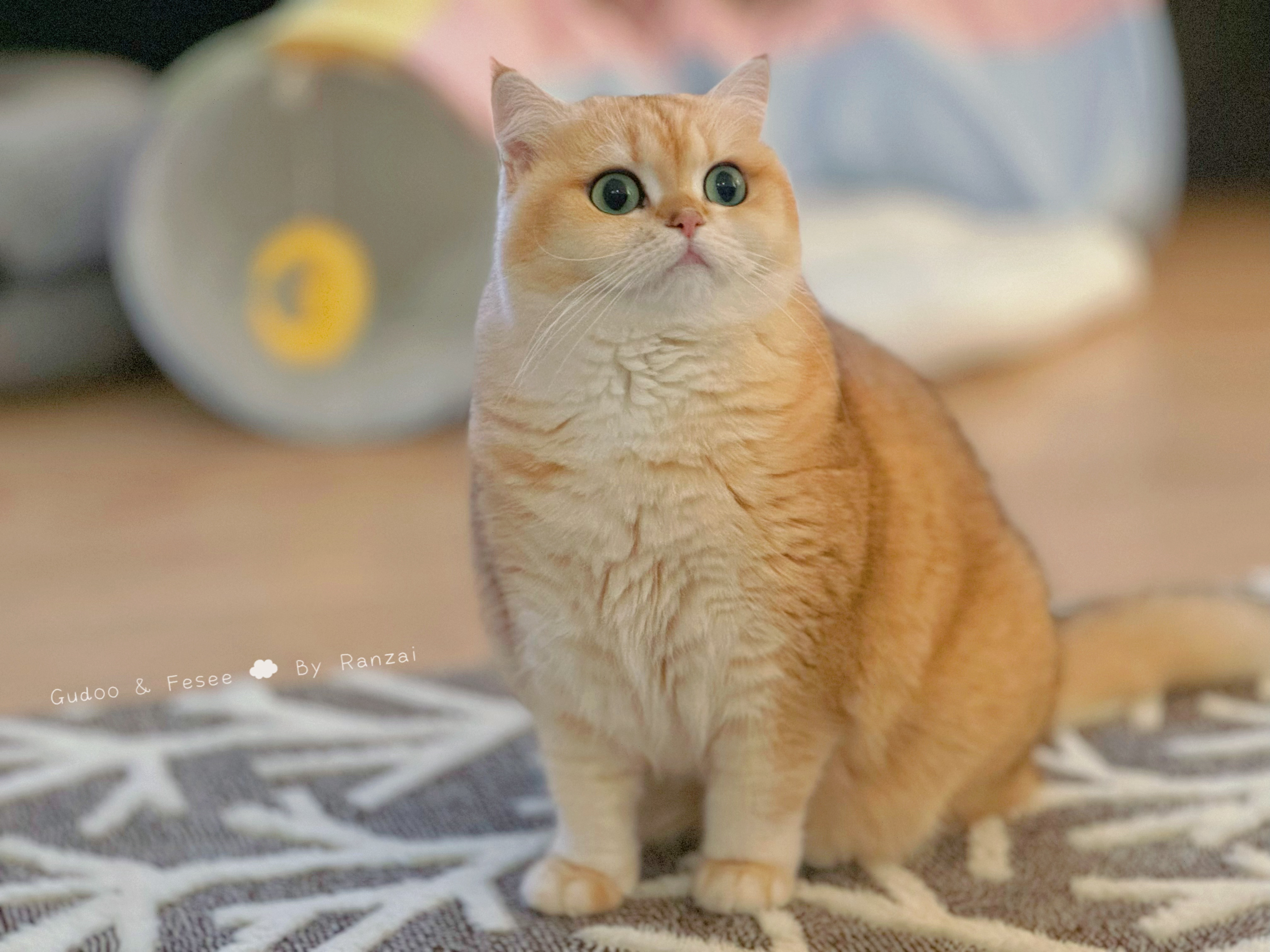 小胖猪猪起床啦！#菇冬怎么肥四[超话]##萌宠初冬日记# ​​​