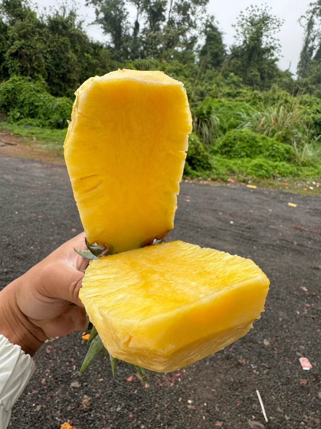 这才是正宗的17号金钻凤梨，真正树上熟品质！