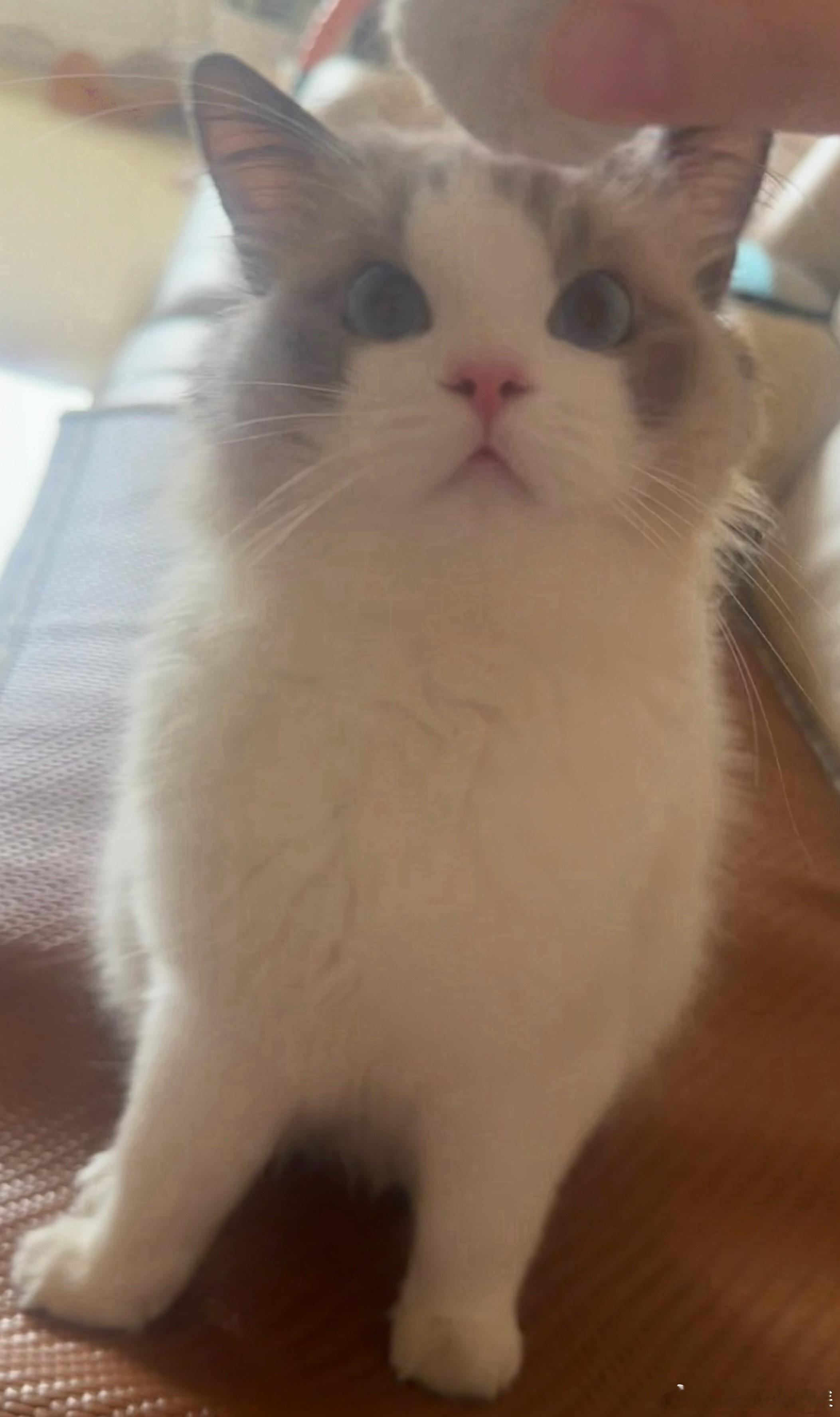 世界上最聪明的猫 