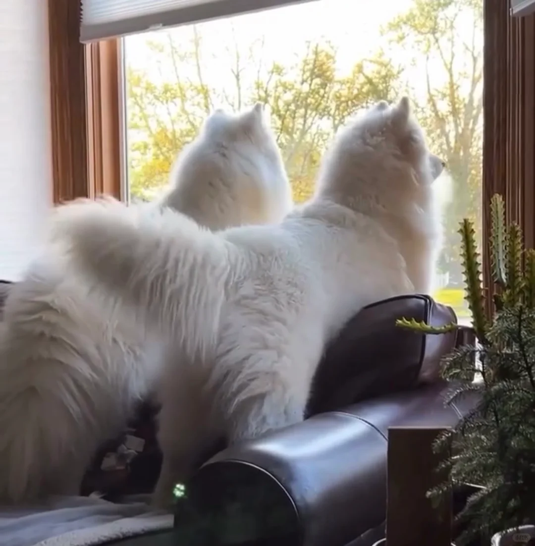 好姐妹一起爱八卦