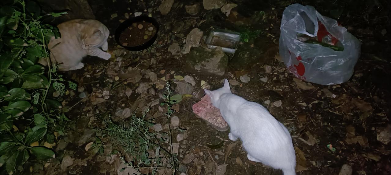 喂完垃圾站流浪猫回来，邻居家的小橘白猫已经守在我家门口了，我给它开了个罐头，刚准