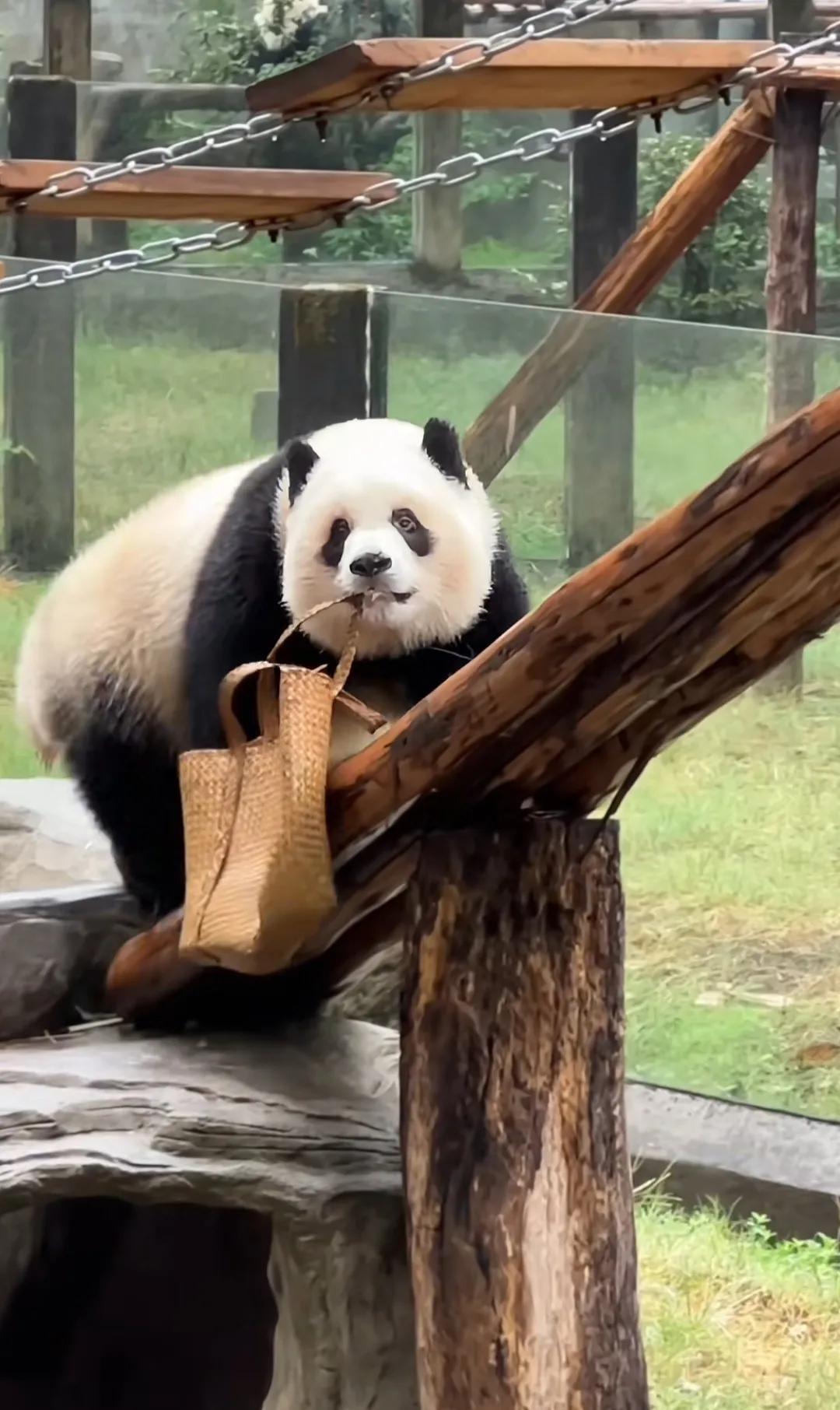 “爱马仕”包包，大熊猫渝爱值得拥有！气质这一块爱姐拿捏的死死的，不愧是大家心目中