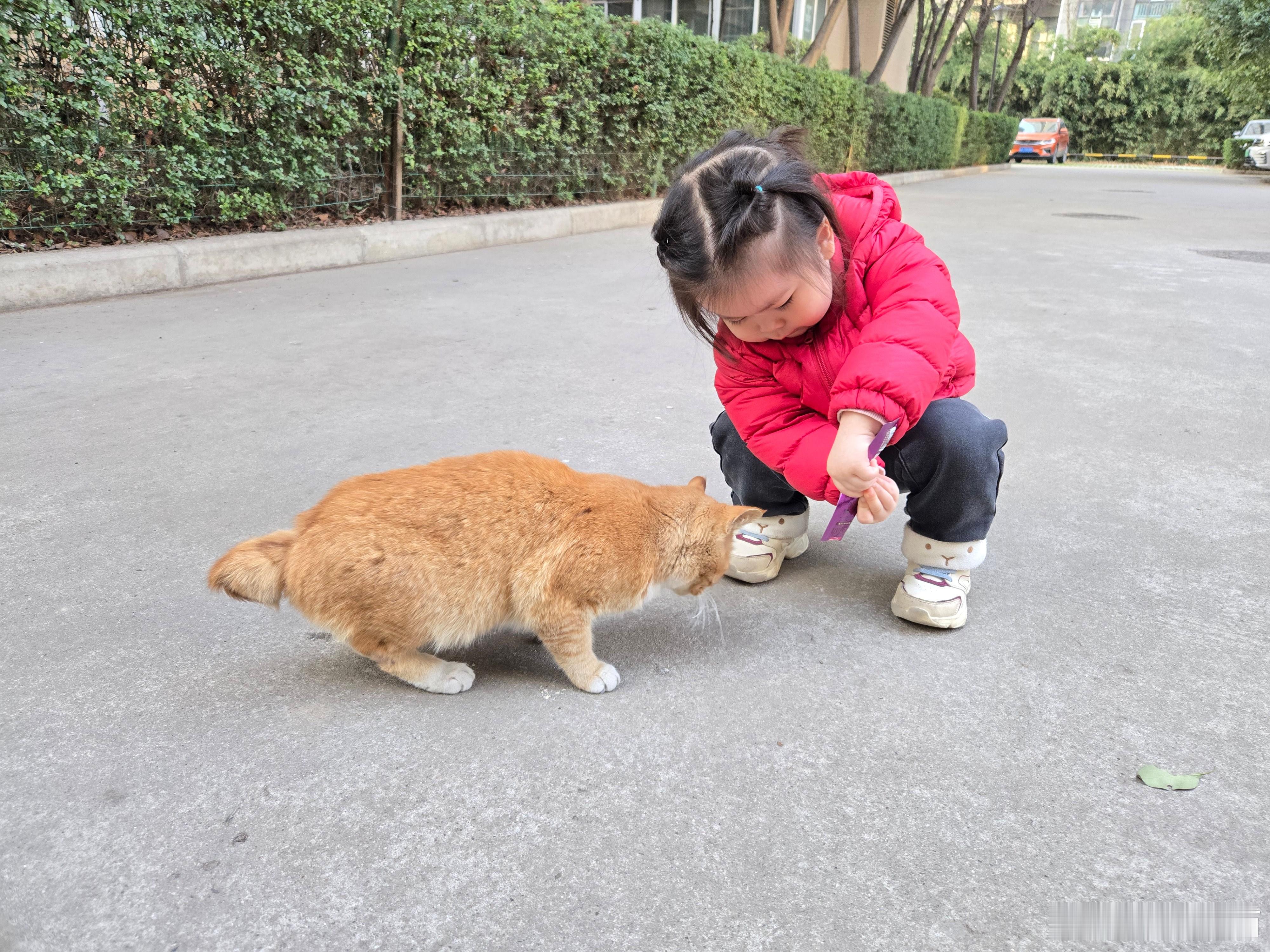 今天给楼下的小黄喂了猫条 