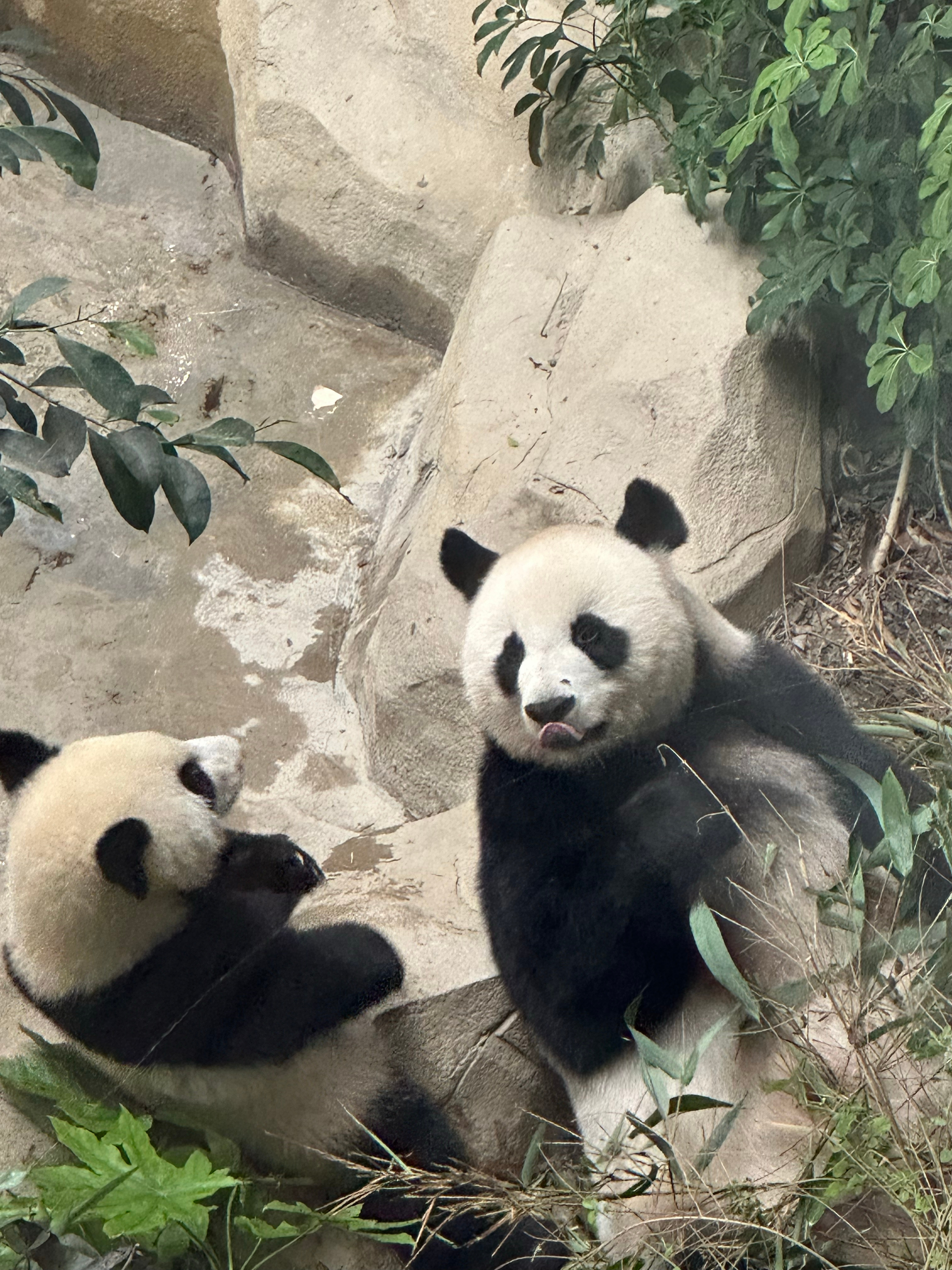 争取明年在家的话早点起床过来看寿星们🐼 成都·成都大熊猫繁育研究基地