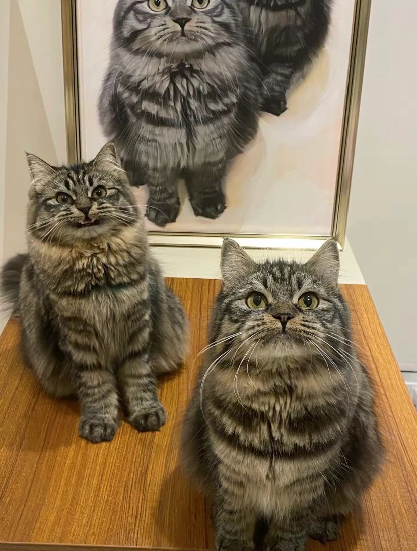 显眼包猫猫