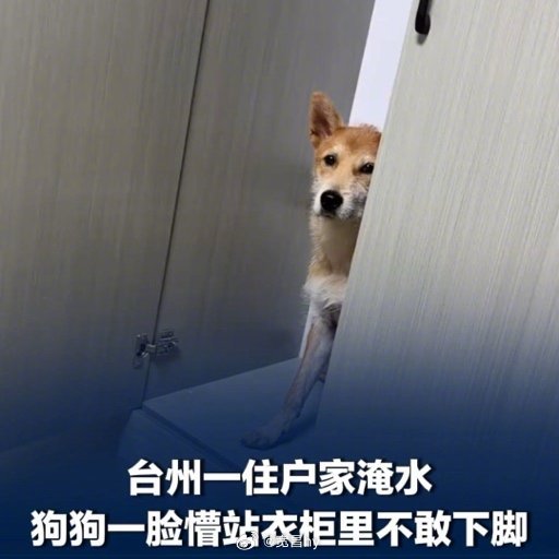 家被淹狗狗一脸懵站衣柜里不敢下脚 西安·华严寺