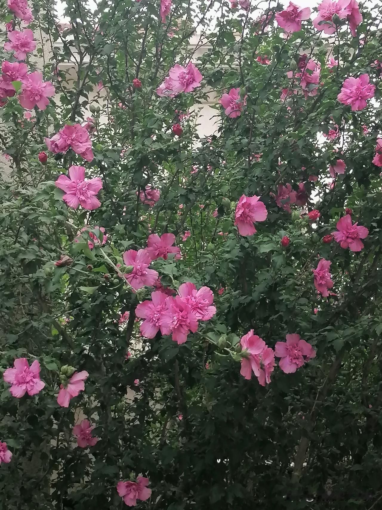 今天晨练路过篮球场，看到前几天前无精打采的的木槿花，经过雨水的洗礼，又精神抖擞的