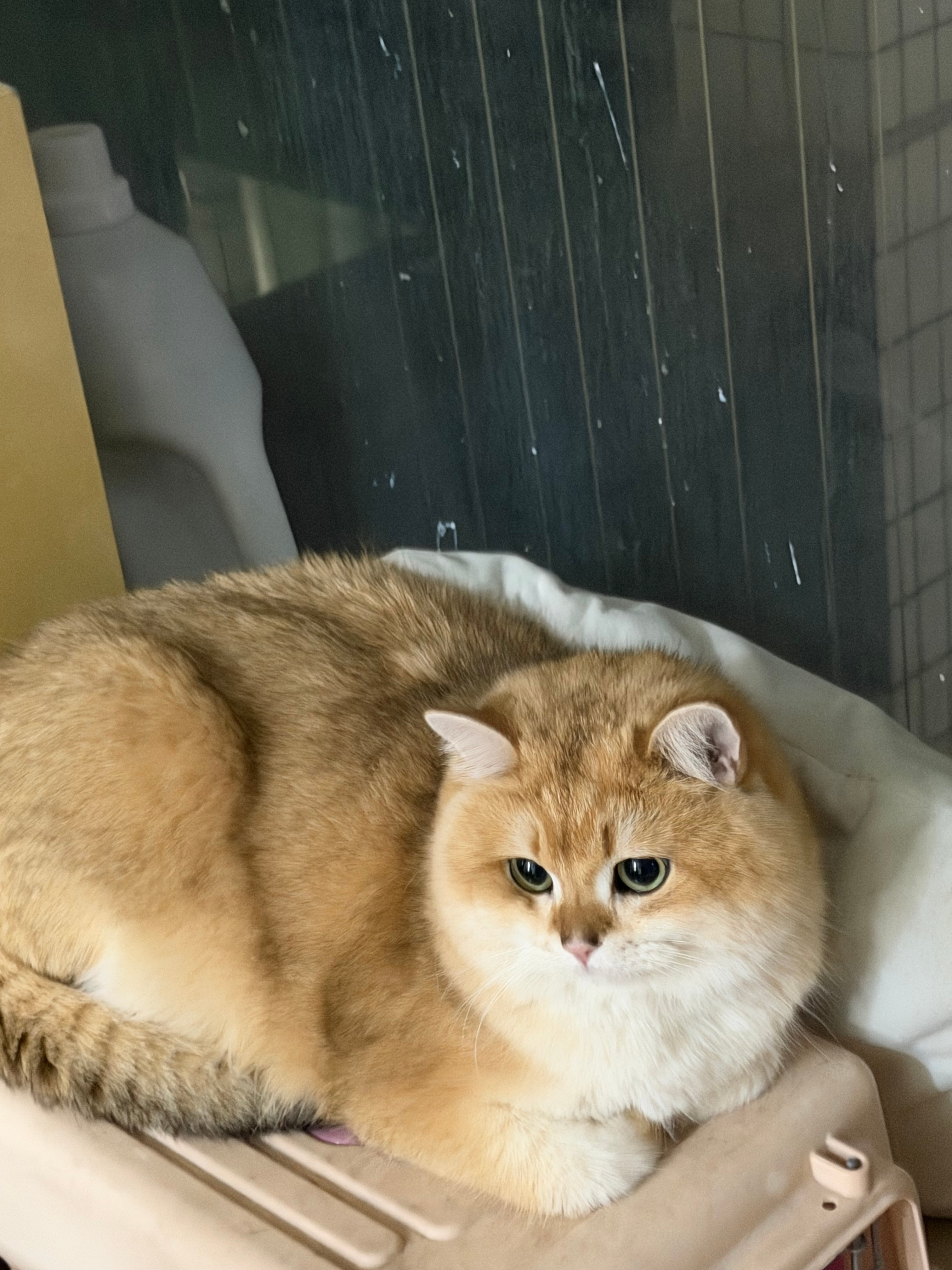 世界上最长寿的在世猫咪30岁了这个胖度会不会影响健康啊？她绝育之后越吃越胖之后我