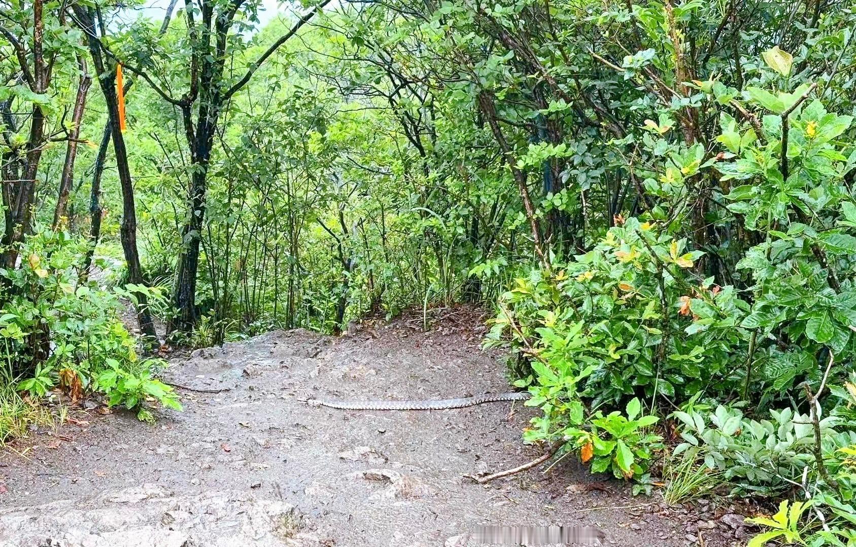 就说今年山上蛇巨多，徒步还真遇上了，吓到腿软了