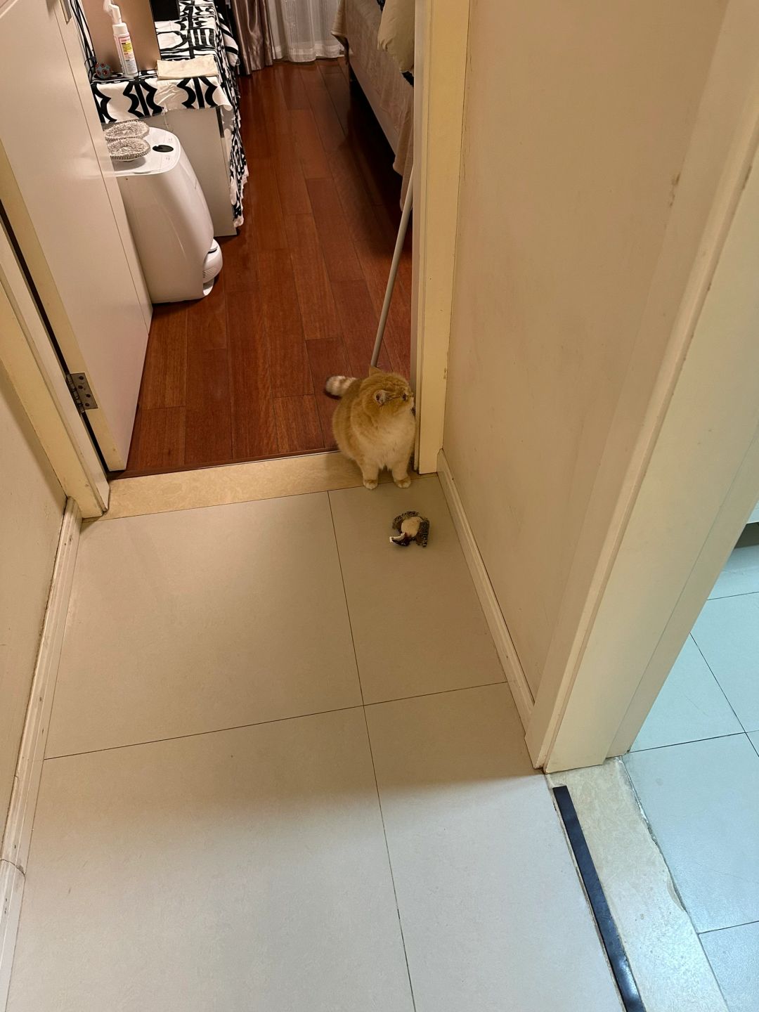 小猫是不是想让我陪她